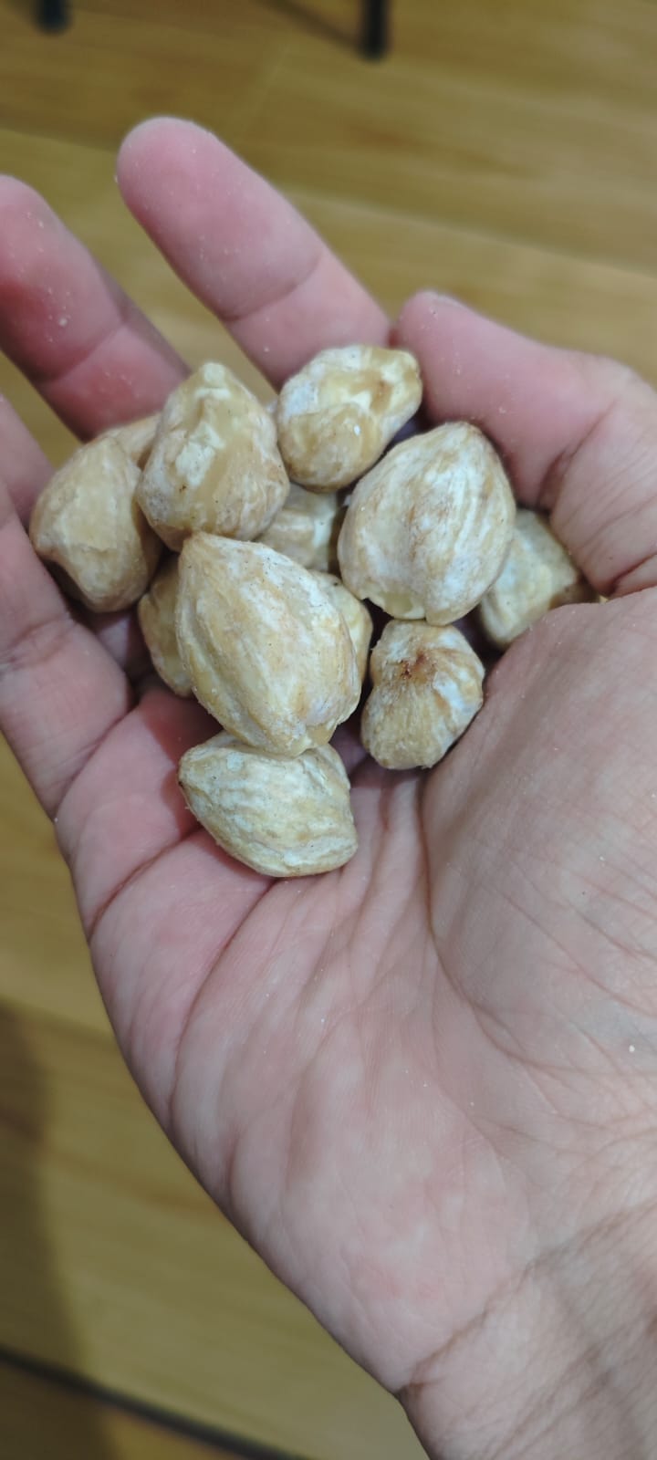Peeled Candlenut kernels in hand — TasikSpice