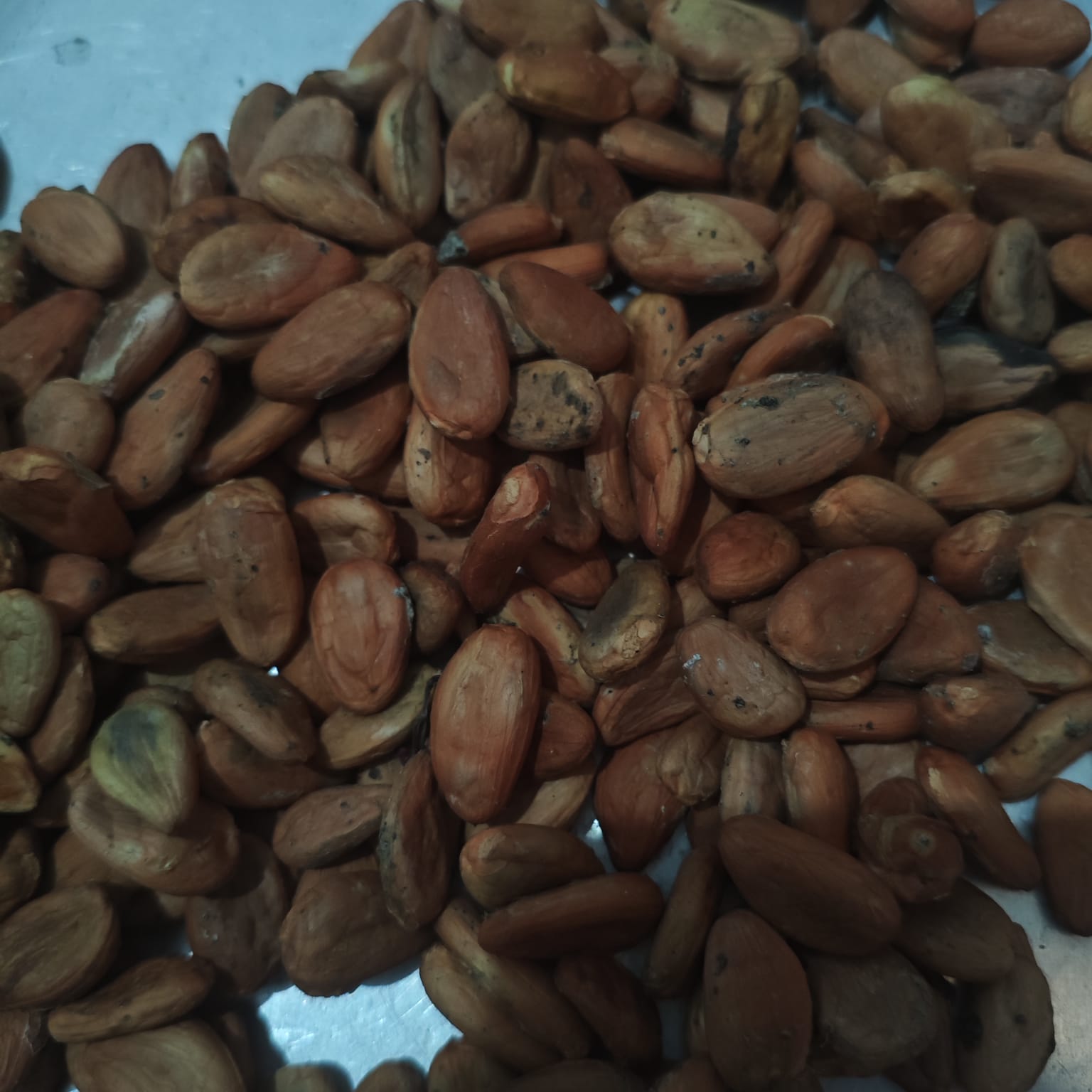 Fermented Cocoa Beans — Biji Kakao